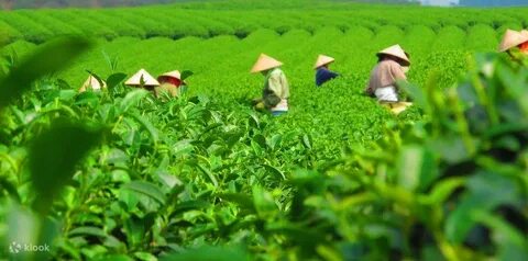 Sự Bùng Nổ Của Video Ngắn và Trí Tuệ Nhân Tạo: Vai Trò Thiết Yếu Của Đào Tạo Kỹ Năng Sáng Tạo Nội Dung_video kể về tín hiệu
